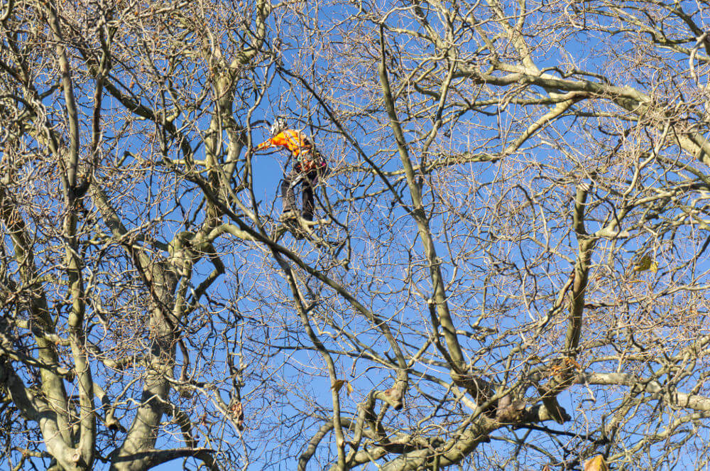 tree climber inspecting tree