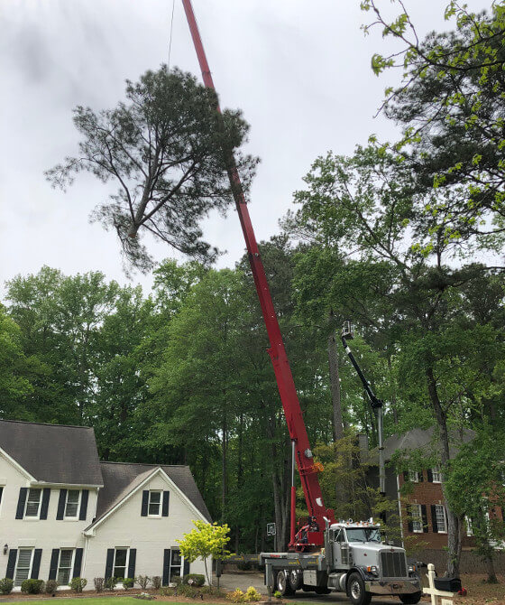 OSHA certified crane operator removing tree