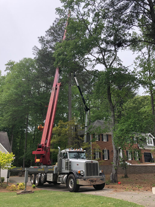 Cutting a very large tree down with help of crane