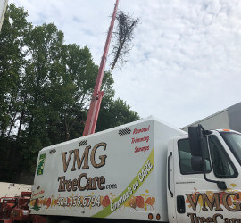 Crane removing a very large tree