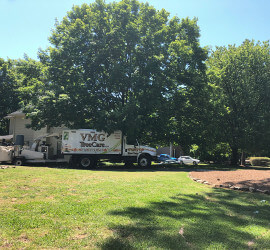 VMG Tree Care removing a large tree