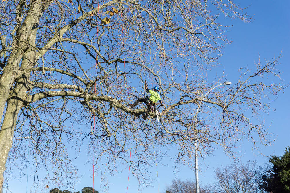 tree climber inspecting tree