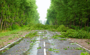 Limbs and debris on road after storm