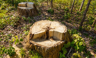 Stumps after tree fell