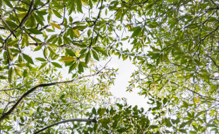 tree canopy