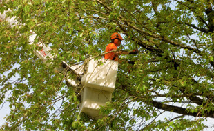 Tree pruning