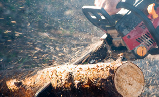 spraying cut tree stumps, 30101 Acworth GA