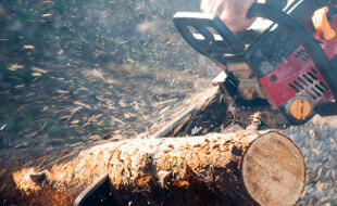 Chainsaw cutting tree