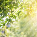 Sun shining through branch with bright green leaves.