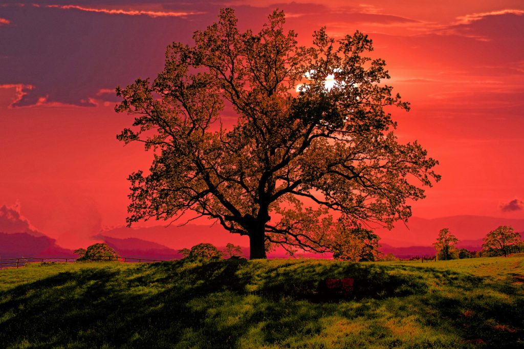 Tree against a beautiful sunset