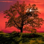 Tree against a beautiful sunset