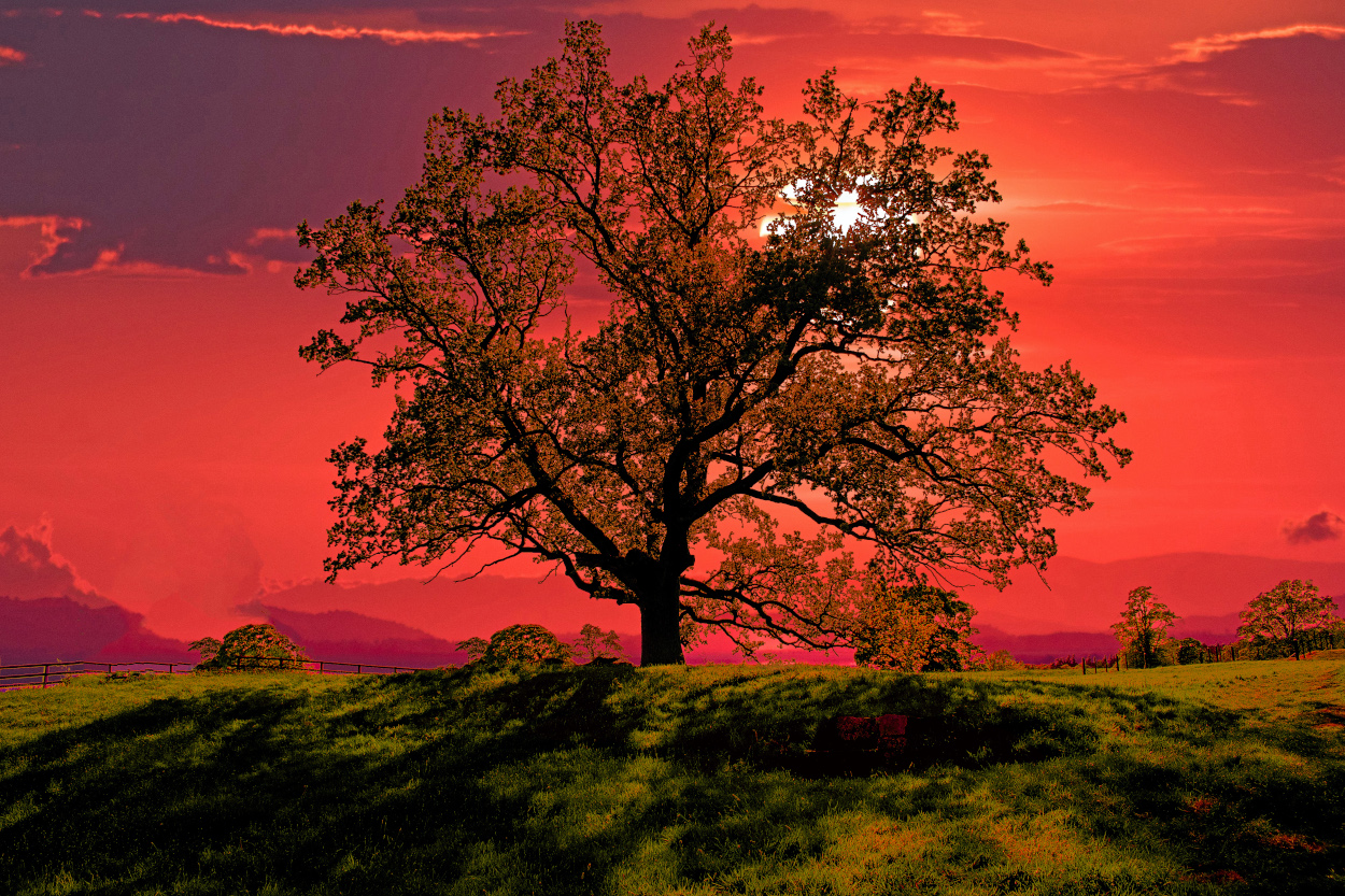 Tree against a beautiful sunset