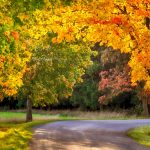 Maple trees in the fall with bright orange and red leaves