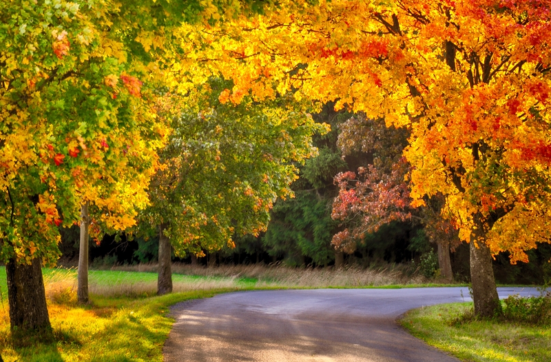 Maple trees in the fall with bright orange and red leaves
