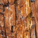 Bark Pine Beetle damage