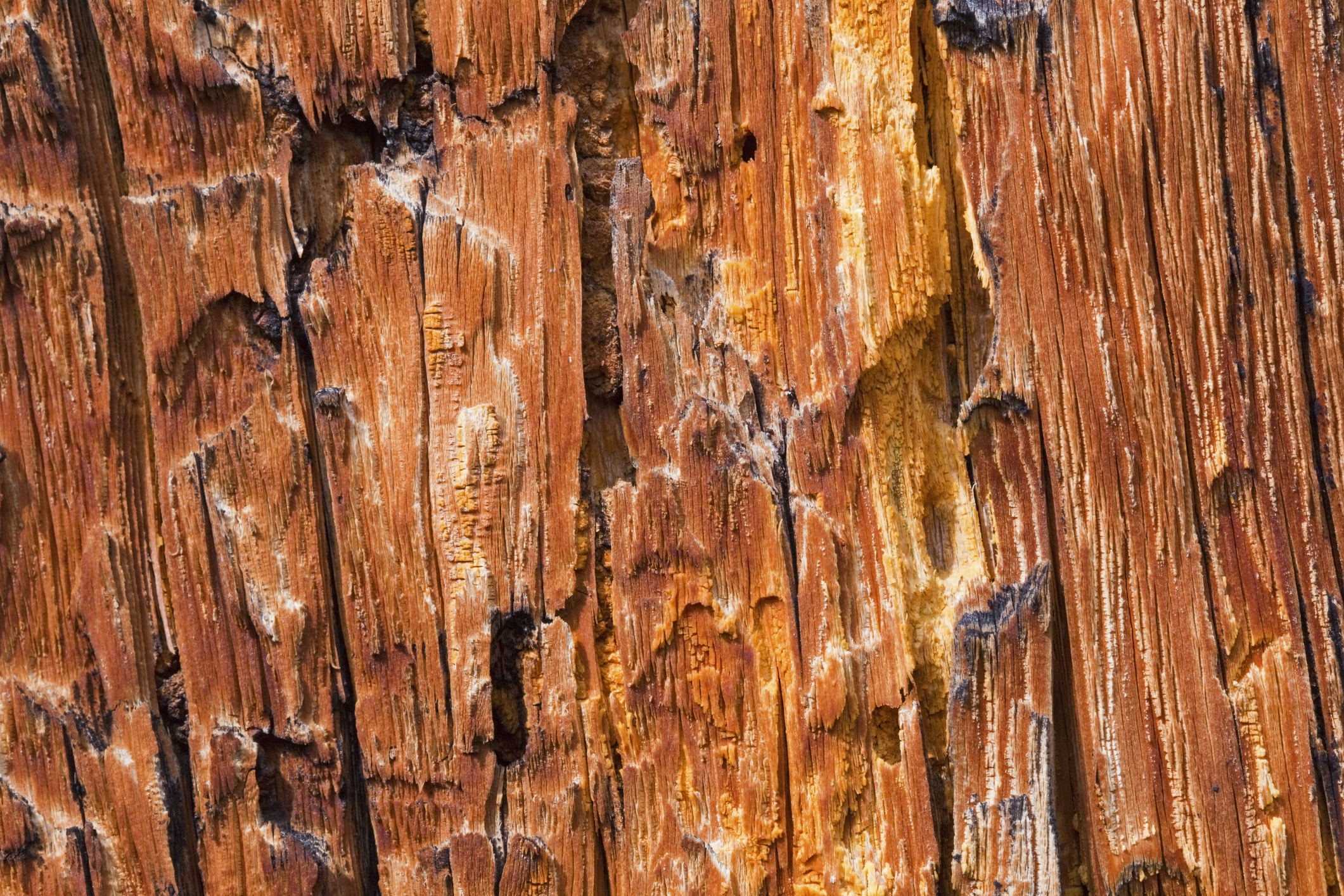 Bark Pine Beetle damage